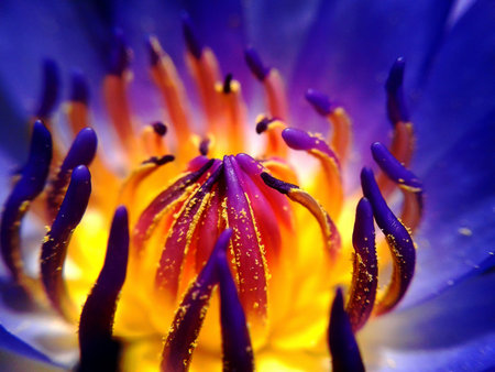 purple lotus flowerの写真素材