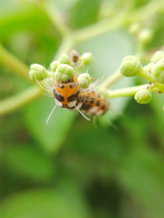 worm on green ivyの写真素材
