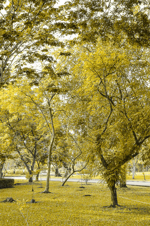 banyan tree in gardenの写真素材