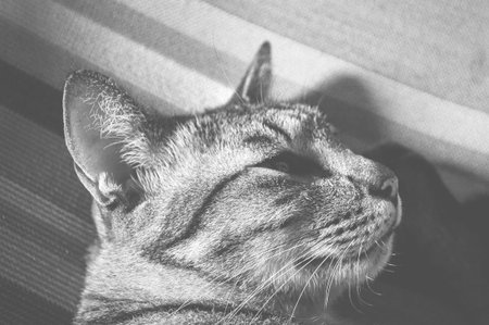 tabby cat  black and white color toneの写真素材