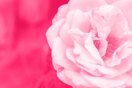 pink rose flower color toneの写真素材