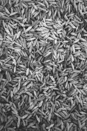 rice paddy husk texture - black and white color tone
