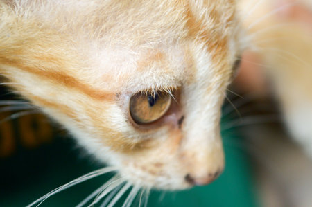 tabby catの写真素材