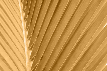 brown color tone coconut leaves texture backgroundの写真素材
