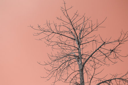 dry branch on brown color backgroundの写真素材