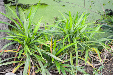 Pandan Leaves tree in gardenの写真素材