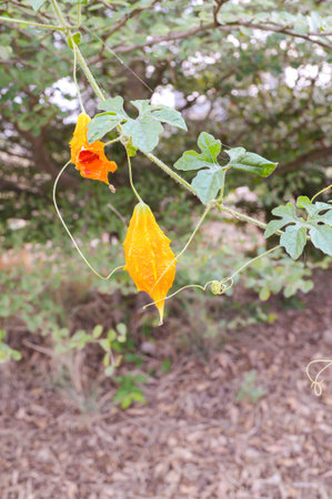 orange bitter cucumber in gardenの写真素材