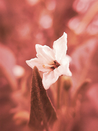 chili flower macro red color toneの写真素材