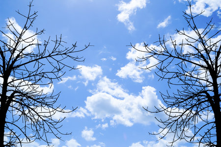 dry branch on blue skyの写真素材