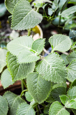 green Indian borage tree in gardenの写真素材