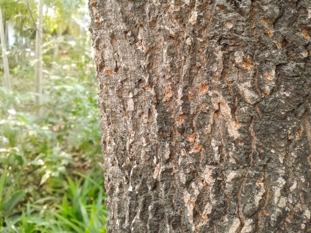 bark tamarind tree texture