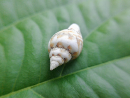 dry shell on green leavesの写真素材