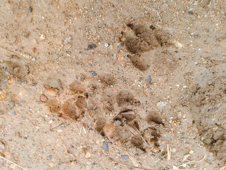 Dog footprint on the groundの写真素材