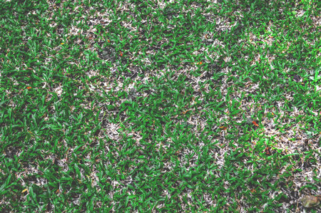 green grass in gardenの写真素材