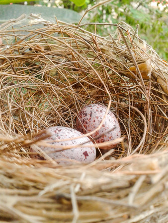 Bird nest with eggs in garden