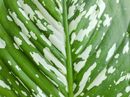 green leaf Dieffenbachia backgroundの写真素材