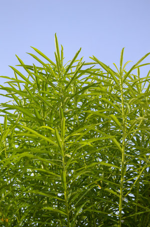 green oleander leaves on blue sky