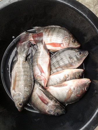 nile tilapia fish on plastic enamelwareの写真素材