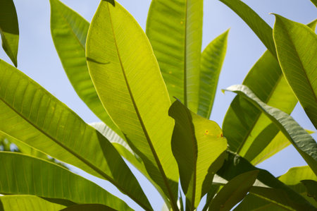 green plumeria tree in gardenの写真素材