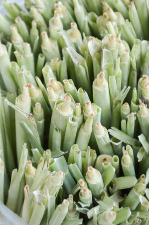 Lemongrass for agriculture  Cymbopogon citratusの写真素材