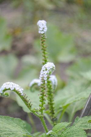 Alacransillo flower grass in garden Heliotropium indicum L.の写真素材