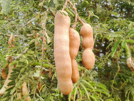 tamarind tree in garden Tamarindus indicaの写真素材