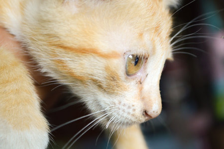 close up cat looking at somethingの写真素材