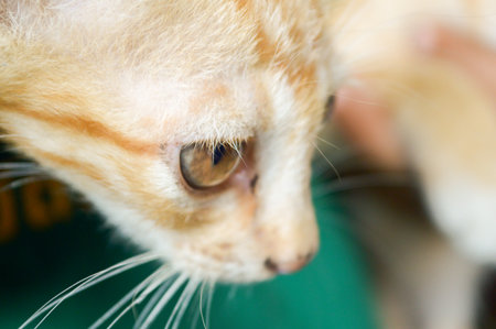 tabby catの写真素材
