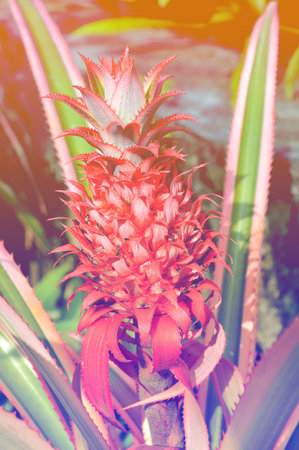 art color young growing pineappleの写真素材
