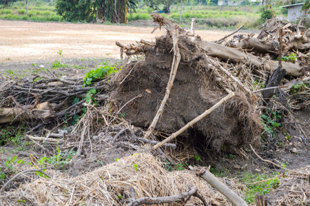 dry roots tree on ground in garden