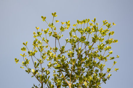 Terminalia ivorentsis leaves in garden - Terminalia ivorentsis chev.