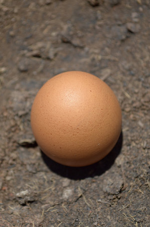 egg on the groundの写真素材