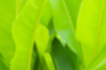 blur canna green leaves texture backgroundの写真素材