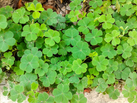 Green clover tree on ground