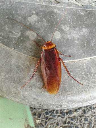 cockroach on cement table