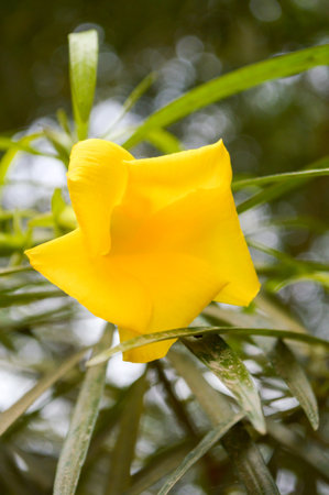 Yellow oleander flower in gardenの写真素材