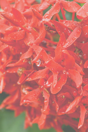 red ixora flower in gardenの写真素材