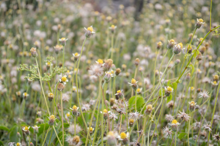 Coatbuttons flower in gardenの写真素材
