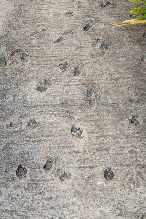 dog footprint on cement floor