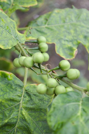 Turkey berry tree in gardenの写真素材