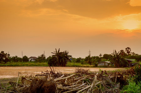 land field in country Thailandの写真素材