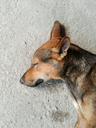 Dog sleep on cement floorの素材