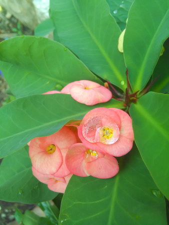 dew on pink Euphorbia flower in gardenの写真素材