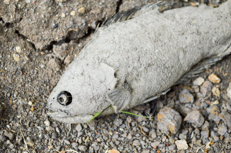 cracked land and dead fish on hot and dry groundの写真素材