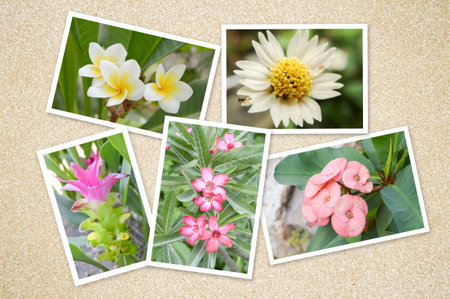 image flower backgroundの写真素材