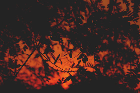 silhouette leaves in sunset backgroundの写真素材