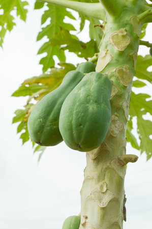 papaya tree in gardenの写真素材