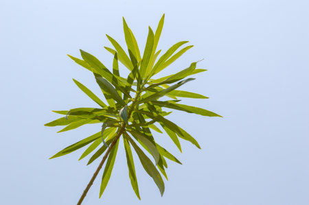 green oleander leaves on blue skyの写真素材