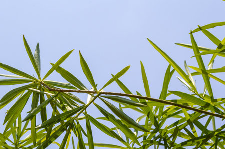 green oleander leaves on blue skyの写真素材