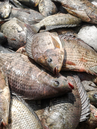 Nile Tilapia fishの写真素材